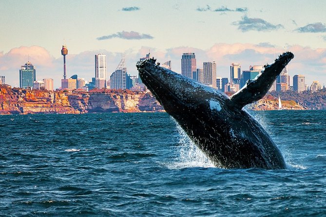 1 Hour Jet Ski Safari - Where This Jet Ski Safari Fits in Your Sydney Trip