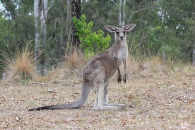 #1 Private Blue Mountains Tour by authentic story telling locals - Blue Mountains viewpoints and waterfalls: cliffs that feel close
