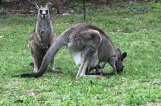 #1 Private Blue Mountains Tour by authentic story telling locals - Ferry ride down the Parramatta River into Sydney harbor