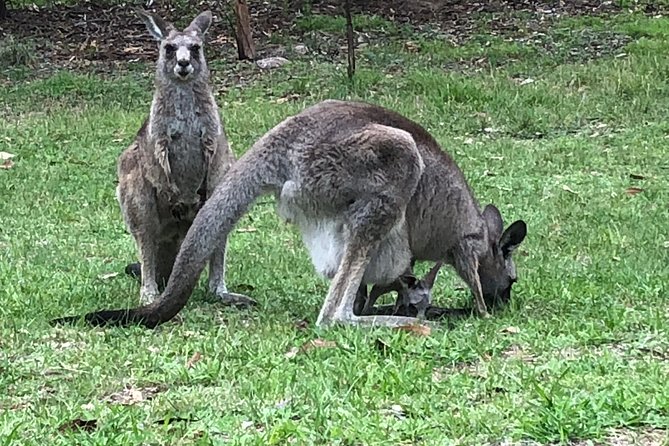 #1 Private Blue Mountains Tour by authentic story telling locals - Tips to make your day smoother (and happier)