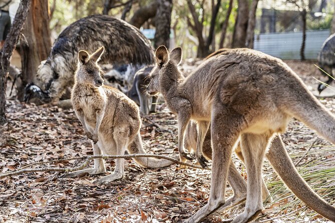 14 Day Tour from Sydney to Cairns Fraser Island and Whitsundays - Brisbane pause, then flying up to Airlie Beach