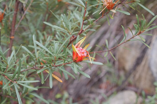 3 Day Scenic Tour of Blue Mountains from Sydney - Who this tour is best for