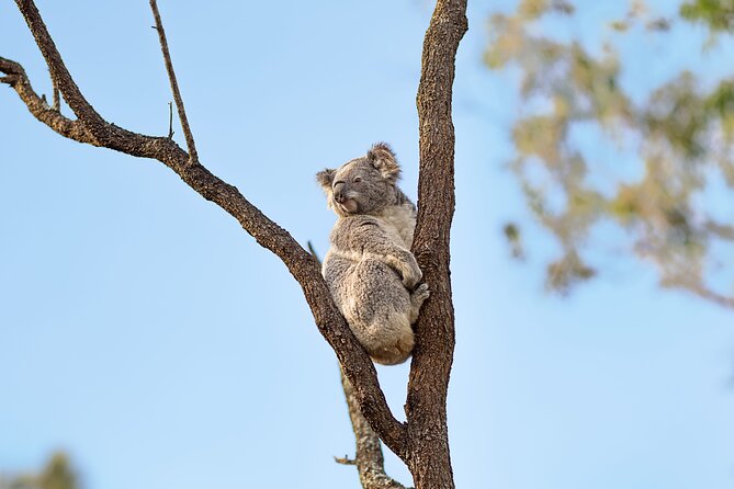 Australian Surfing and Camping Tours - Red Rock and the Gumbaynggirr experience: more than a photo stop