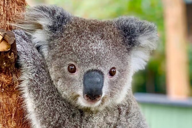 Baby Animals, Boomerangs and BBQ Lunch - Key things I’d circle on your planning list