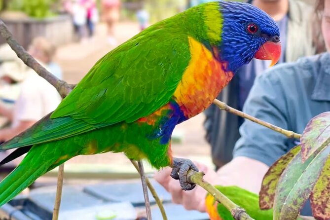 Baby Animals, Boomerangs and BBQ Lunch - Getting to Australian Reptile Park from Sydney, minus the hassle