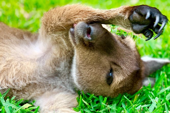 Baby Animals, Boomerangs and BBQ Lunch - Inside the Australian Reptile Park for 4 hours of guided animal time