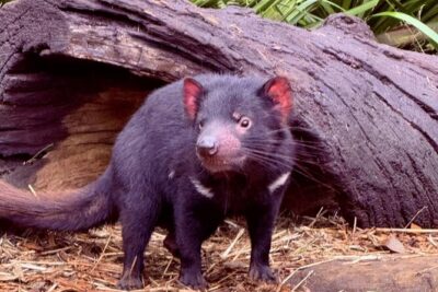Baby Animals, Boomerangs and BBQ Lunch - Meeting in Woolloomooloo: coffee, comfort, and an easy start