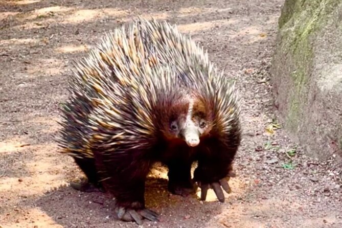 Baby Animals, Boomerangs and BBQ Lunch - Kangaroos: feeding time you can actually enjoy