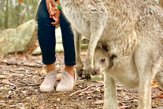 Baby Animals, Boomerangs and BBQ Lunch - Boomerang throwing lesson: playful practice with real instruction