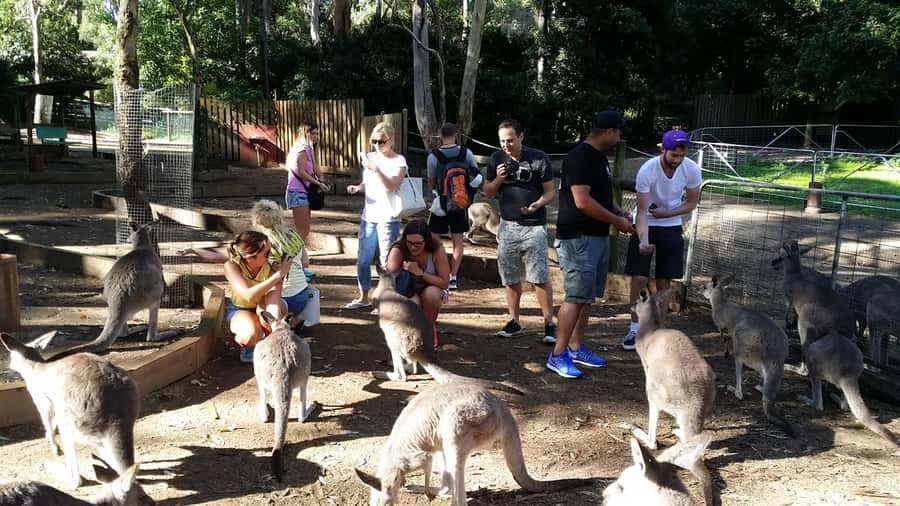 Blue Mountains: Aboriginal Experience Day Tour from Sydney - Pickup, ride time, and the “use your time” plan