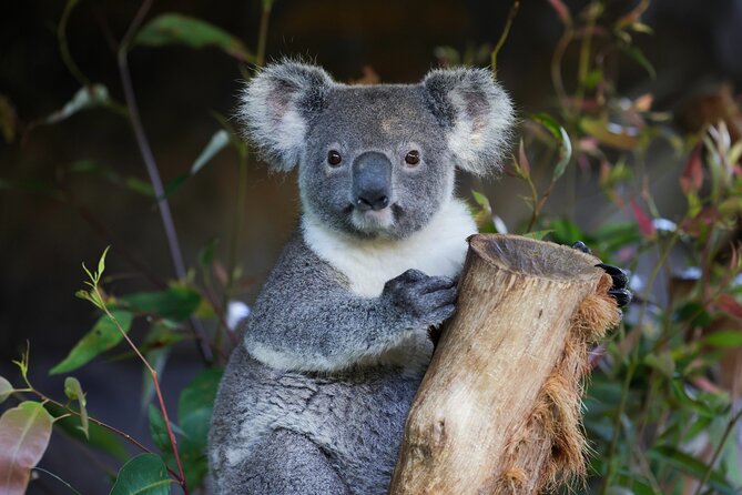 Blue Mountains All-inclusive Tour with Scenic World & Lunch - Key highlights you’ll care about