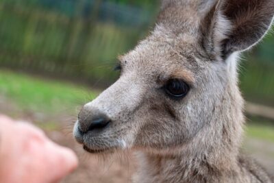 Blue Mountains Big Day Out - Private Tour - Featherdale Wildlife Park: included up-close Aussie animal time