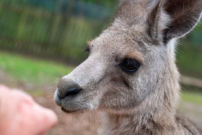 Blue Mountains Big Day Out - Private Tour - Featherdale Wildlife Park: included up-close Aussie animal time