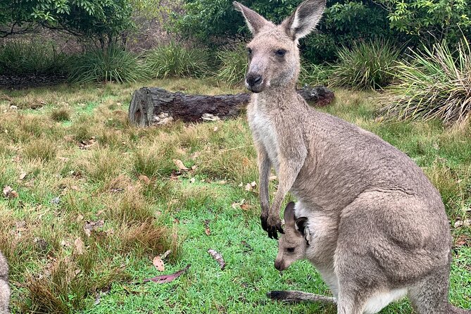 Blue Mountains Day, Sunset Tour & Glow Worms Night Adventure - Your Guide Matters: The Antoine Advantage