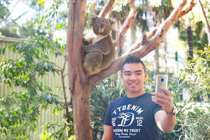 Blue Mountains Day Tour with Wildlife, Walks and Scenic World - Blue Mountains National Park: short bushwalks, uneven ground, and big “away from it all” time
