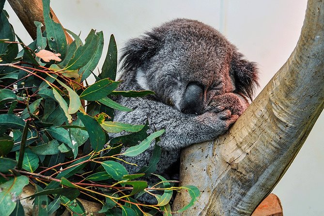 Blue Mountains Highlights, Wildlife Park and Scenic World Full Day Private Tour - A private Blue Mountains day built around wildlife and viewpoints