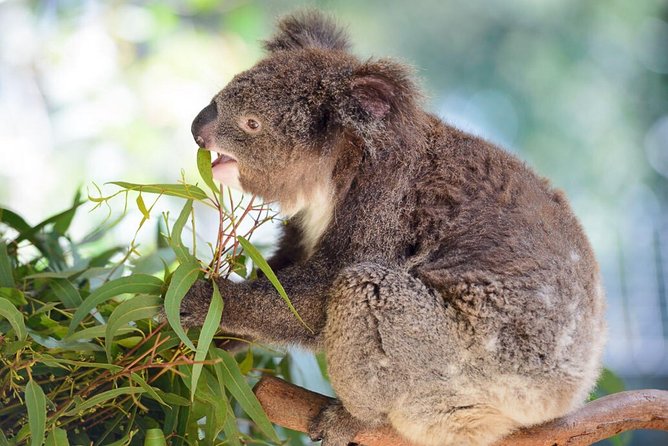 Blue Mountains | Koalas, Kangaroos & Bondi Beach Private Tour - Echo Point Lookout: where the views make sense immediately