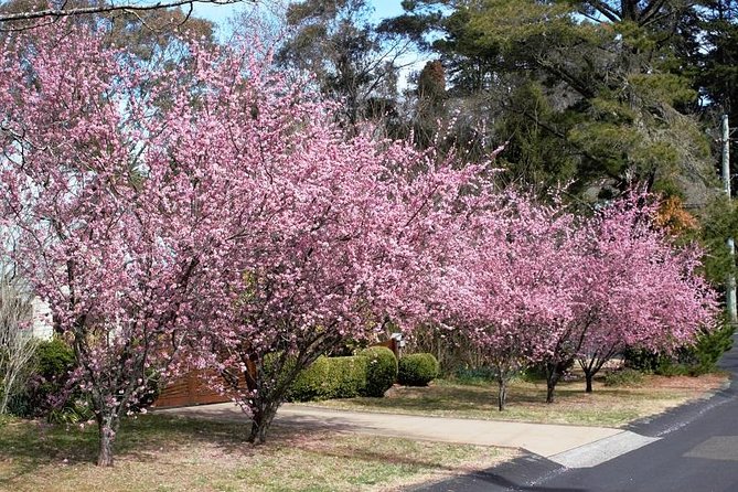 Blue Mountains Private Tour - Anvil Rock Lookout and the Wind-Eroded Cave