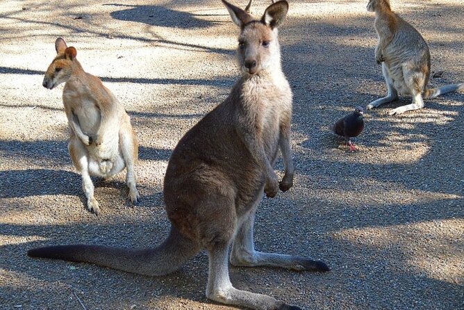 Blue Mountains Sunset Tour | See Kangaroos & Koalas (Private Tour) - Featherdale Wildlife Park: your koala and kangaroo warm-up