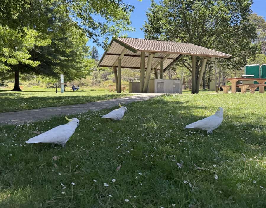 Blue Mountains Tour, Katoomba Falls & Cockatoos Small Group - Who should book this Blue Mountains tour?