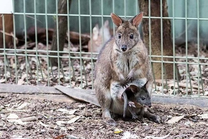 Blue Mountains Tour PRIVATE with Wildlife Park and River Cruise - Leura for gardens and small-town browsing (with a hard stop time)