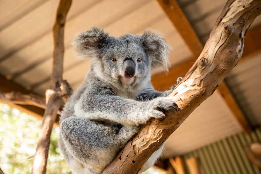 Blue Mountains Tour - Small grp, Koala, Kangaroo & Waterfall - A luxury-feeling van day that still stays personal