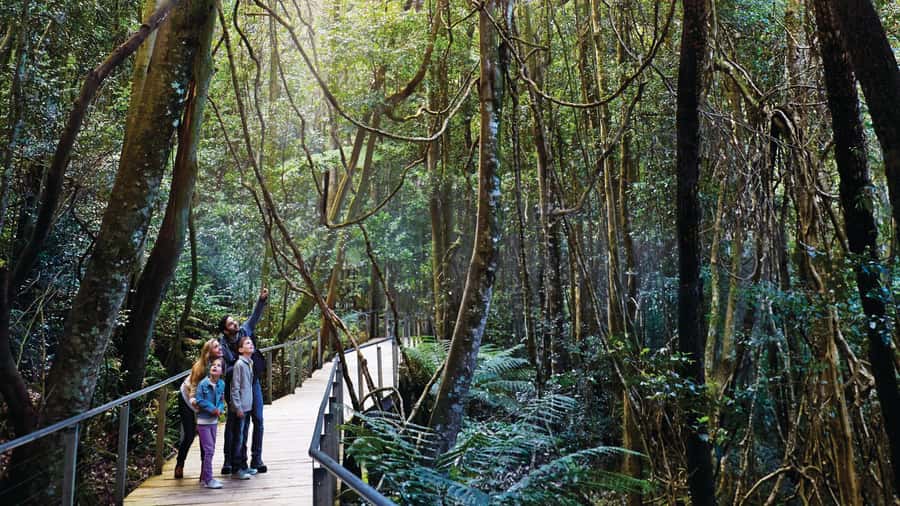 Blue Mountains Tour - Small grp, Koala, Kangaroo & Waterfall - Featherdale Wildlife Park: koalas, kangaroos, and the best kind of close-up