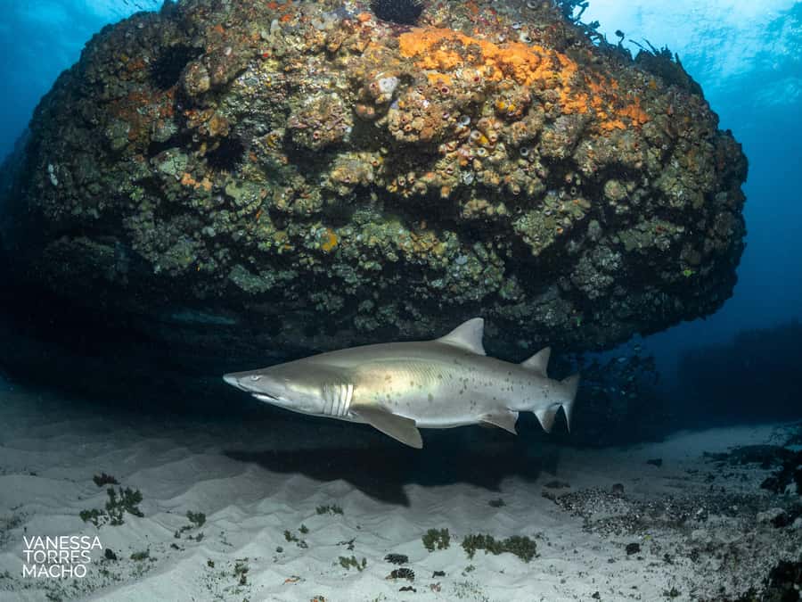 Bondi: Shark Dive at Bushrangers Bay for Certified Divers - Key highlights to know before you go
