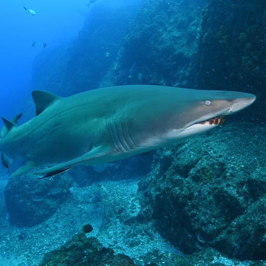 Bondi: Shark Dive at Bushrangers Bay for Certified Divers - Bondi to Bushrangers Bay: how the 8 hours actually feel