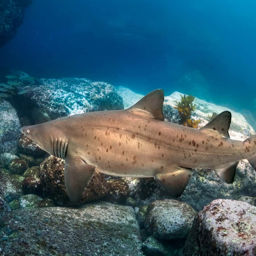 Bondi: Shark Dive at Bushrangers Bay for Certified Divers - Two guided shore sessions with real safety coaching