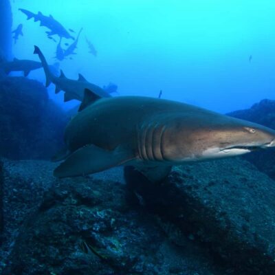 Bondi: Shark Dive at Bushrangers Bay for Certified Divers - Bushrangers Bay and grey nurse sharks: what you’re going for