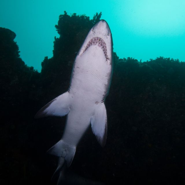 Bondi: Shark Dive at Bushrangers Bay for Certified Divers - Equipment and what to pack so you travel light