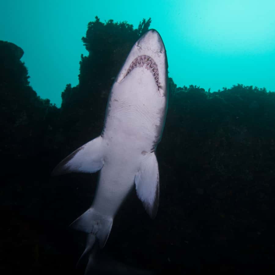 Bondi: Shark Dive at Bushrangers Bay for Certified Divers - Practical tips for Bushrangers Bay conditions