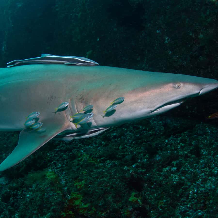 Bondi: Shark Dive at Bushrangers Bay for Certified Divers - FAQ