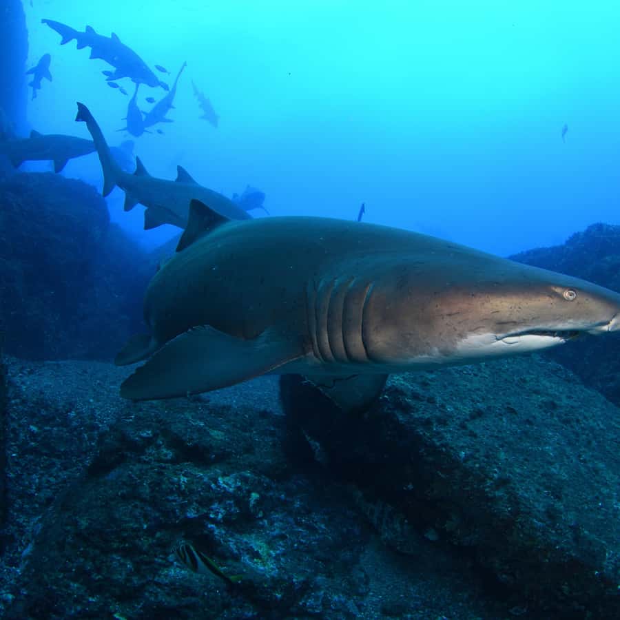 Bondi: Shark Dive at Bushrangers Bay for Certified Divers - Bushrangers Bay and grey nurse sharks: what you’re going for