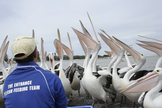 Central Coast Private Tour From Sydney, with Australian Reptile Park Option - Ettalong Beach and lunch at Ettalong Club