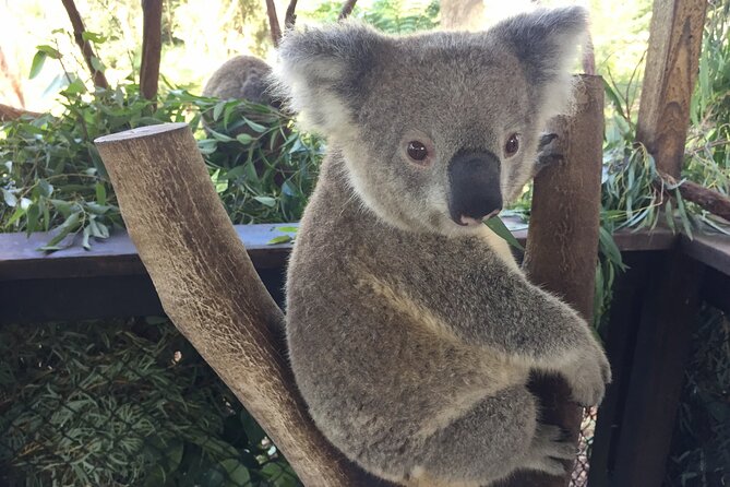 Central Coast Private Tour From Sydney, with Australian Reptile Park Option - The Entrance pelican feeding: the local waterfront show