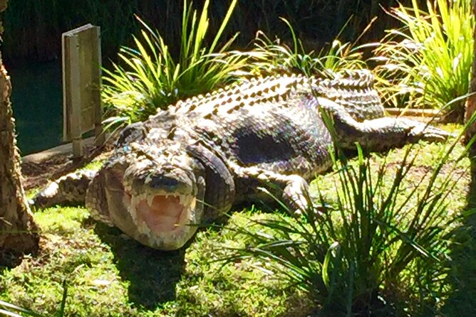 Central Coast Private Tour From Sydney, with Australian Reptile Park Option - Crackneck Lookout Coast Walk and humpback whale season