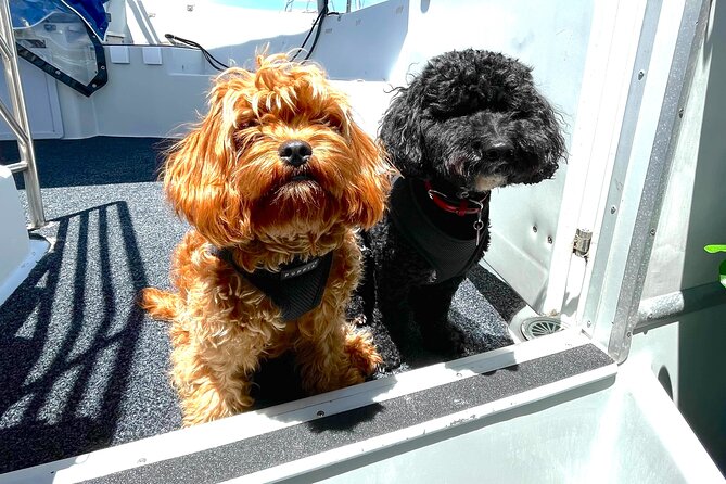 Dogs on Deck Harbour Cruise - A one-hour dog-friendly catamaran on Sydney Harbour