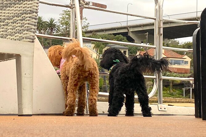 Dogs on Deck Harbour Cruise - My booking checklist for a smooth dog-on-deck experience