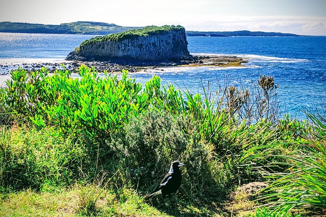 Erupting Blowholes and Ancient Rainforests SOUTH COAST OF SYDNEY PRIVATE TOUR - The South Coast’s best kind of “wow”: spray, pillars, and ferns