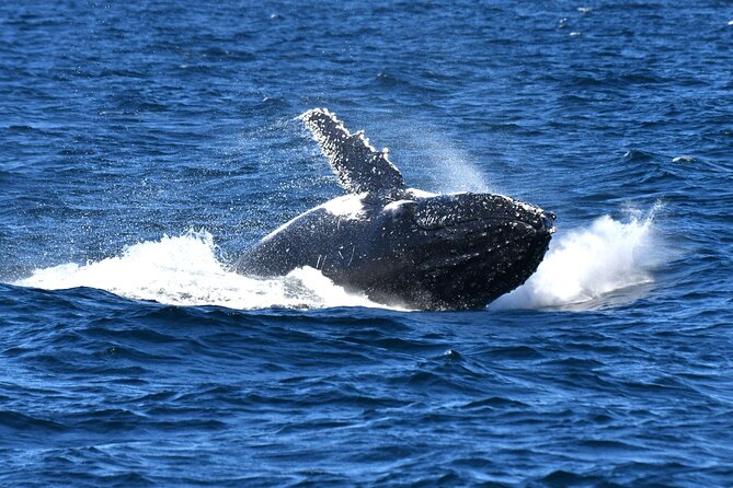Escape Sydney: Sea Cliff Bridge, Wildlife, Kiama Coast Private - Minnamurra coastal walk: basalt cliffs and a good stretch break