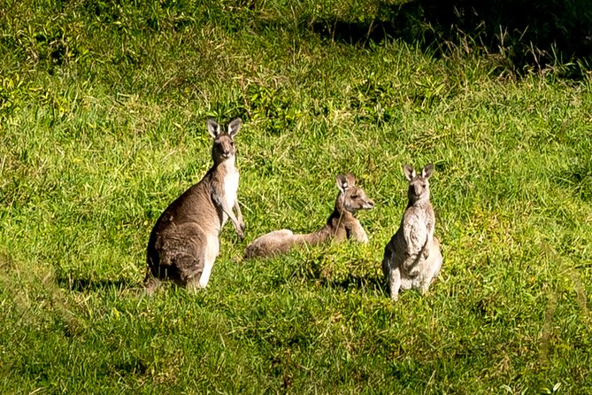 Escape Sydney: Sea Cliff Bridge, Wildlife, Kiama Coast Private - Sea Cliff Bridge: the iconic start that sets up the rest