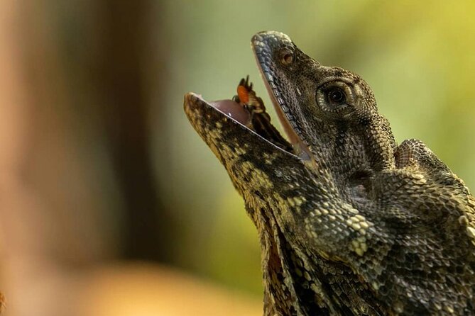 Featherdale Wildlife Park with Exclusive Private Transfers - A tight 4-hour plan that starts with a real pickup