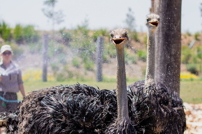 Featherdale Wildlife Park with Exclusive Private Transfers - Why the guide route matters more than it sounds
