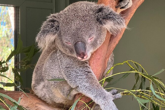 Featherdale Wildlife Park with Exclusive Private Transfers - How to get the most from your 3 hours at the park