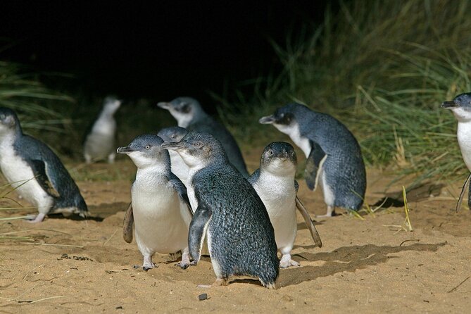 Featherdale Wildlife Park with Exclusive Private Transfers - Who should book this private Featherdale transfer?