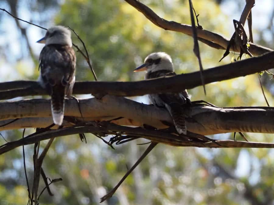 From Sydney: Australian Wildlife Safari with Lunch & Dinner - Key things to know before you go