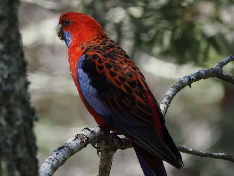 From Sydney: Australian Wildlife Safari with Lunch & Dinner - Getting out of Sydney: the 90-minute push into the Southern Highlands