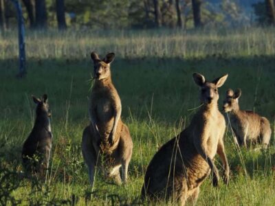 From Sydney: Australian Wildlife Safari with Lunch & Dinner - Lunch, conservation projects, and wildlife tracking basics